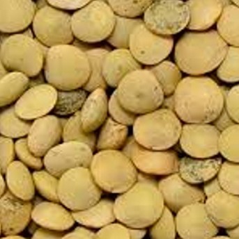 image of green lentils