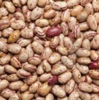 image of pinto beans